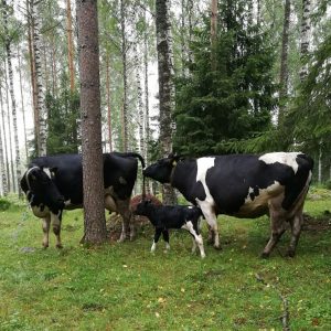 Lehmät